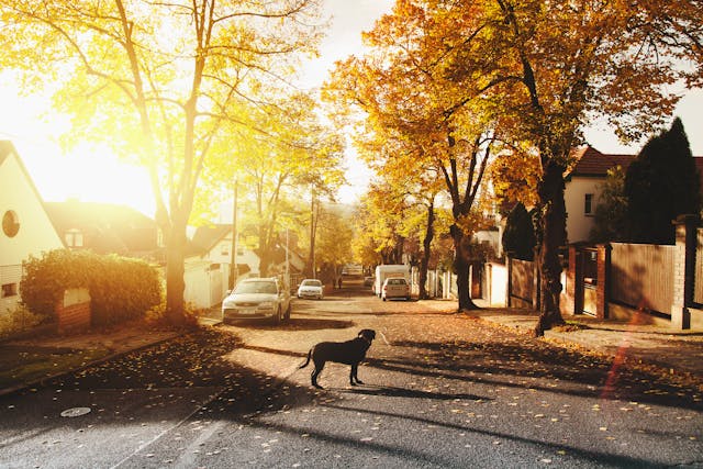 A dog on a street